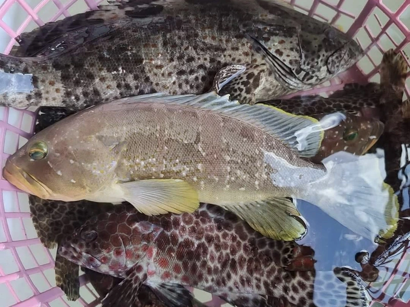 澎湖野生雲紋石斑魚骨肉