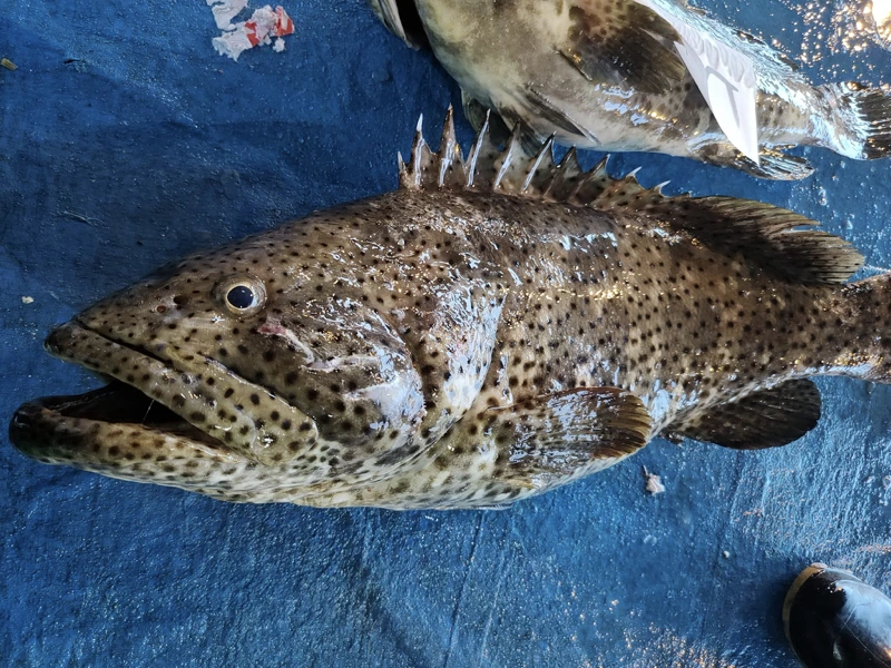 澎湖野生內麻石斑魚內臟