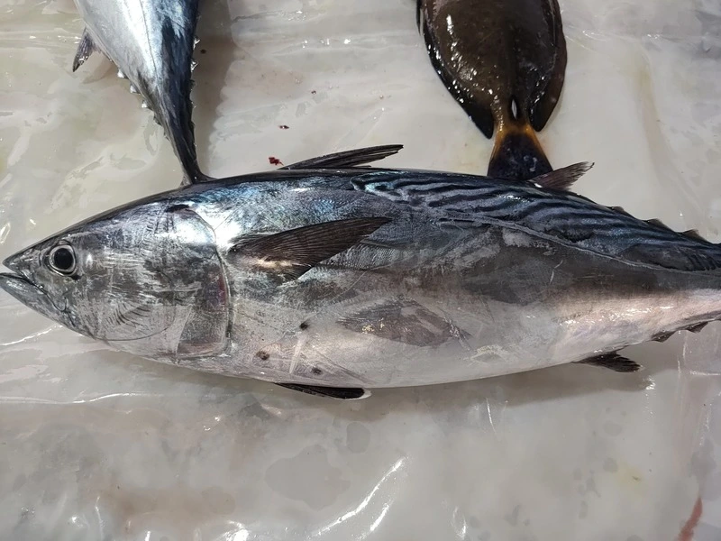 澎湖野生大煙魚骨肉