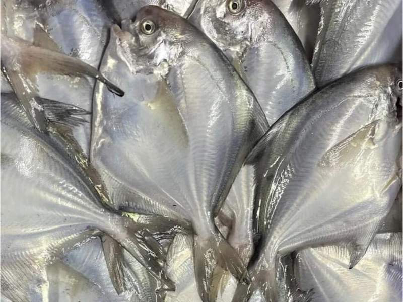 澎湖野生白鯧