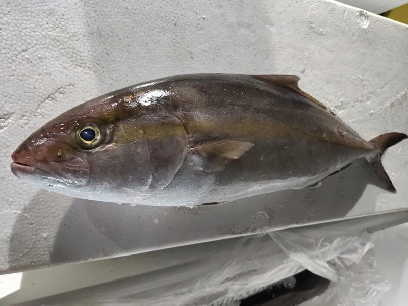 澎湖野生紅甘魚骨肉