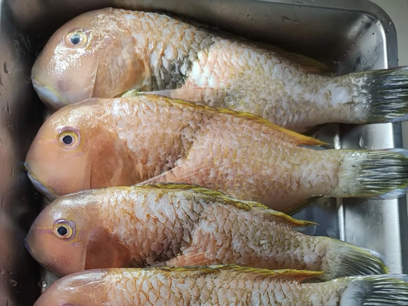 澎湖野生寒鯛