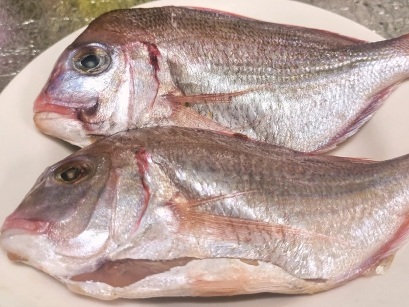澎湖野生血鯛