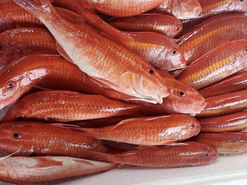 澎湖野生秋姑