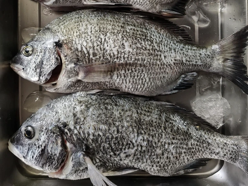澎湖野生黑鯛