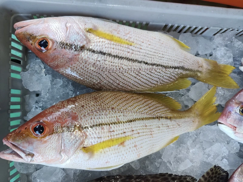 澎湖野生赤筆
