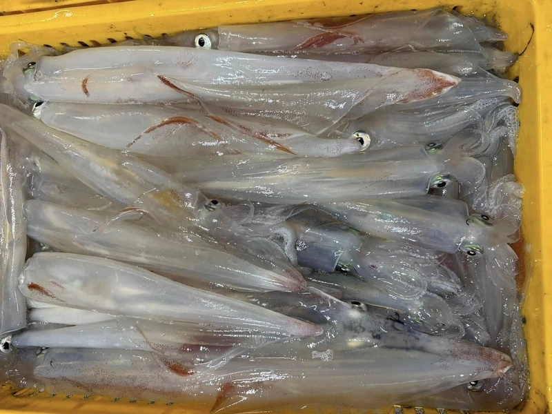 澎湖野生小管